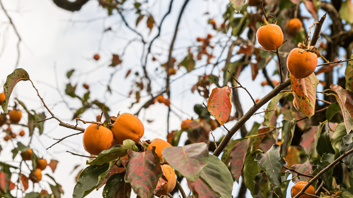 Kaki, le fruitier idéal pour un jardin sec