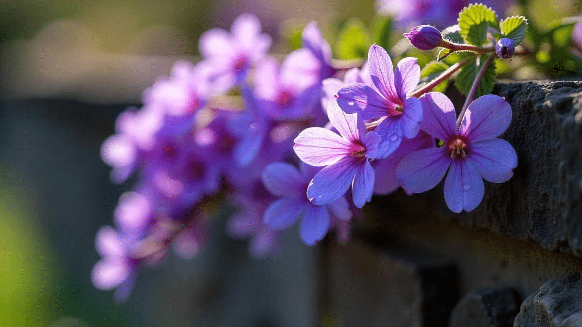 L'aubriète une fleur qui crée un tapis fleuri