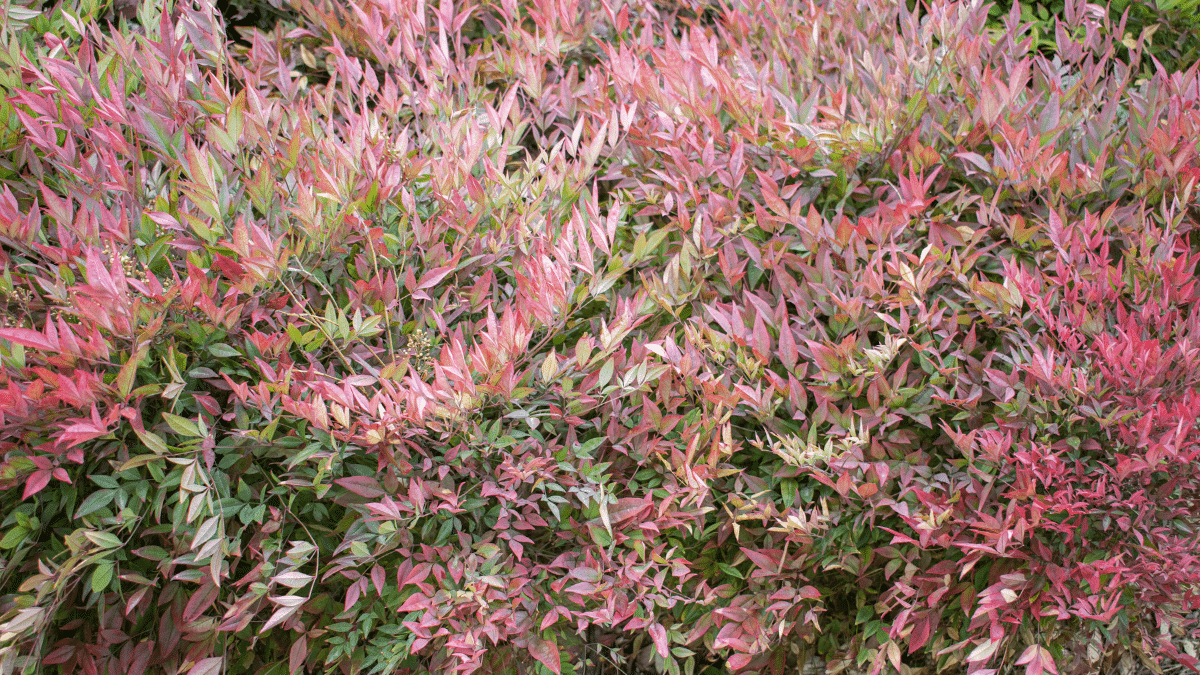 Nandina, l'arbuste coloré pour un jardin vibrant