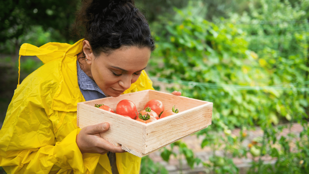 Aider vos tomates à survivre à la canicule