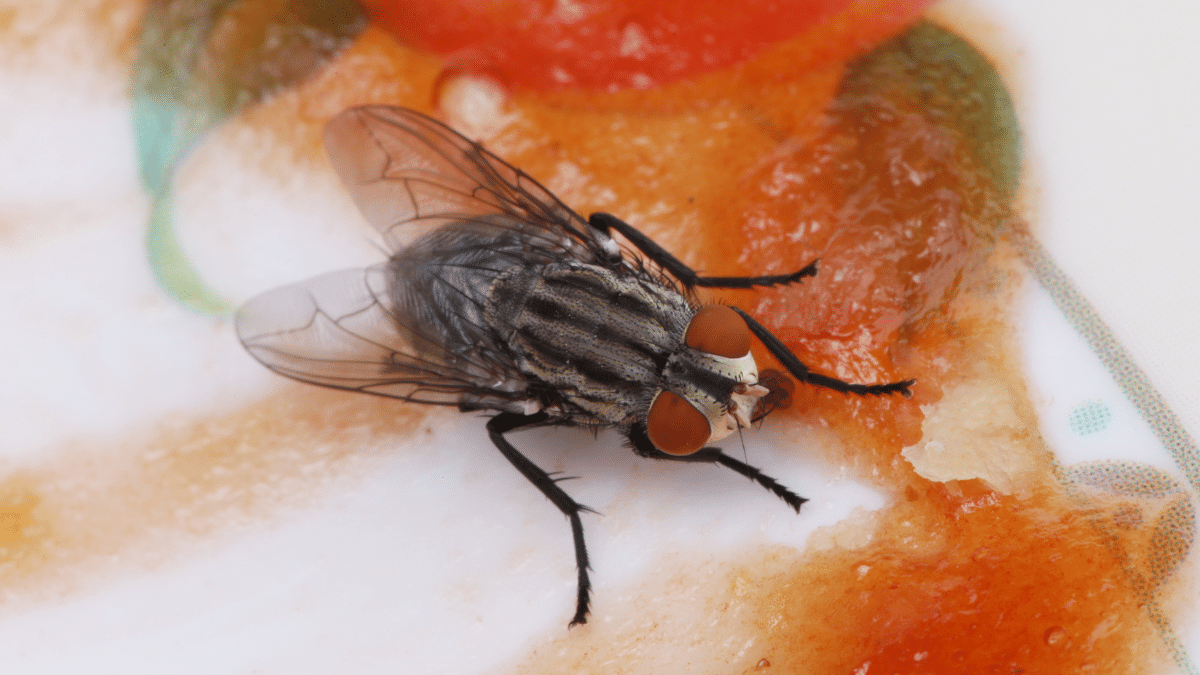 La recette naturelle qui fait fuir les mouches