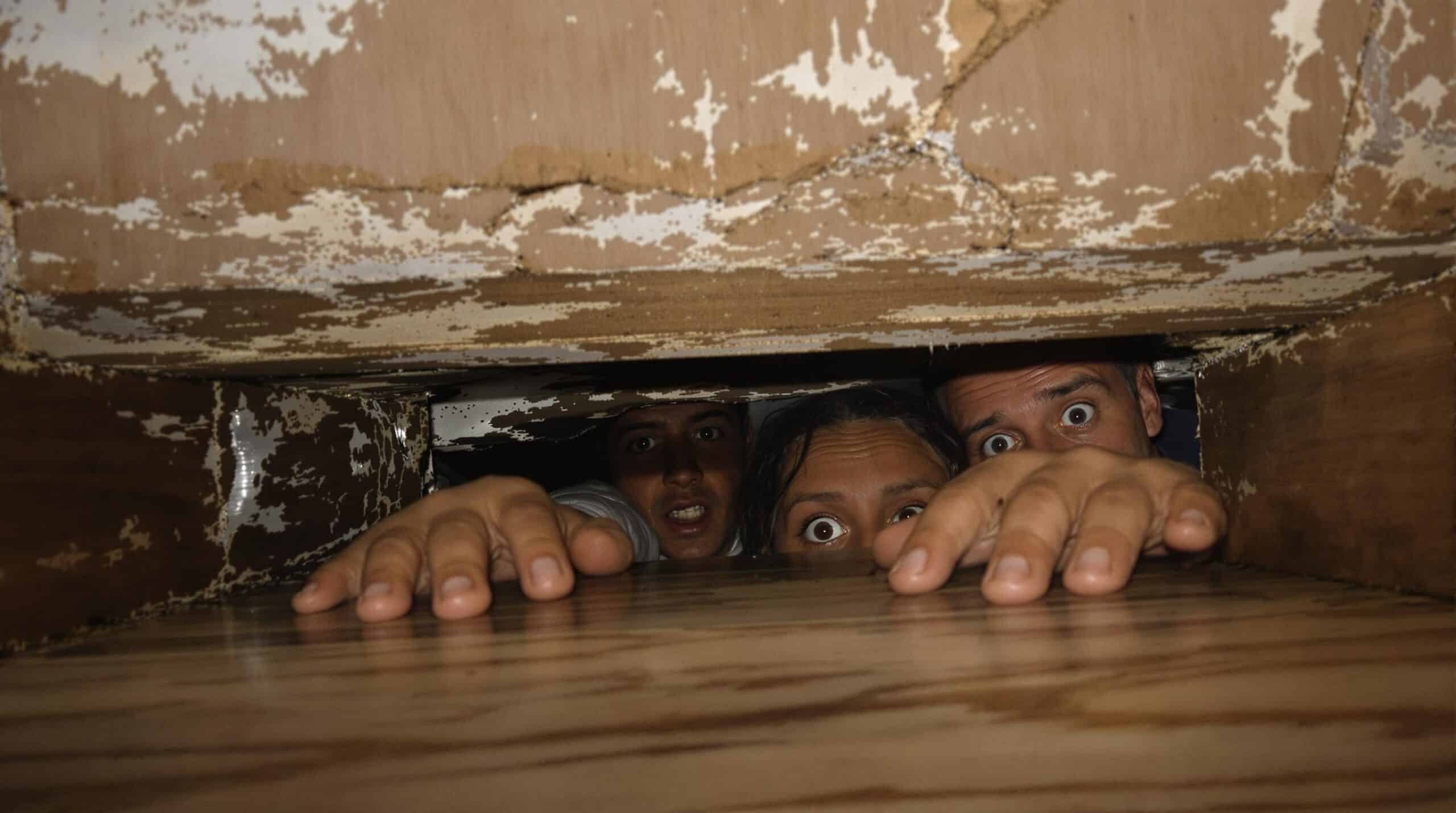 parasites dans la maison