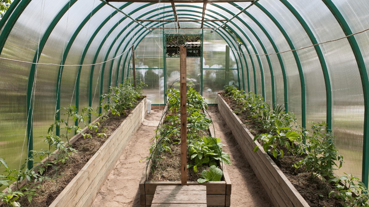 Installer une serre tunnel, l'erreur qui coûte cher dans son propre jardin