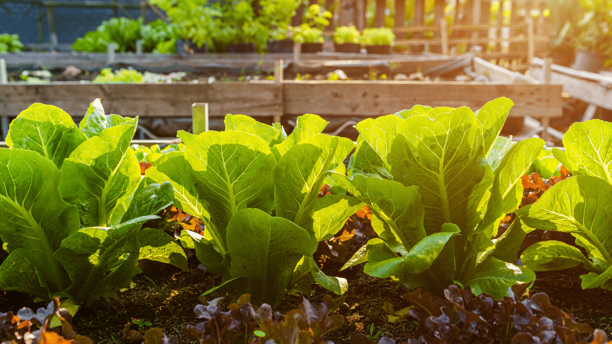 La boîte d’œufs qui révolutionne la chasse aux limaces au potager