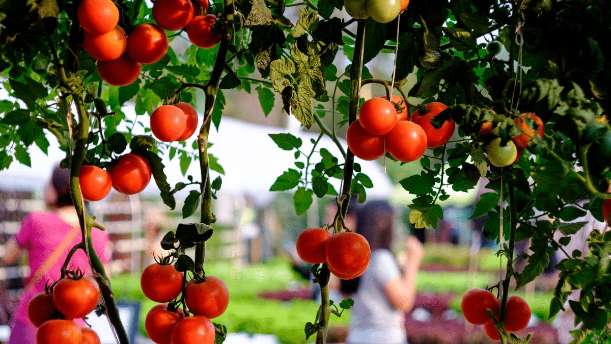 La méthode pour protéger vos tomates de la canicule et retrouver leur goût