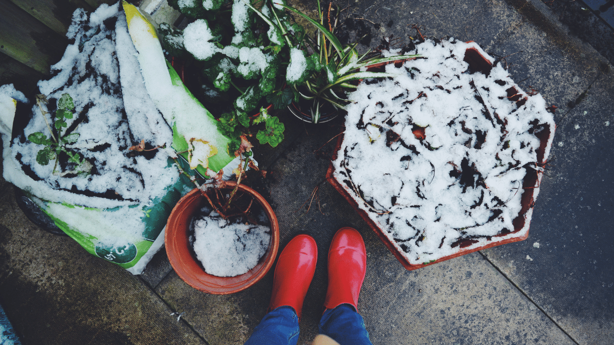 Le bicarbonate de soude au jardin