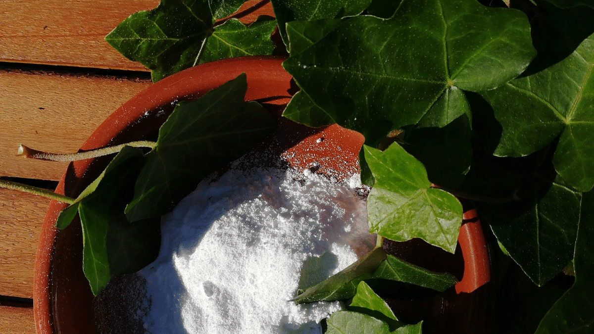 Le bicarbonate de soude au jardin