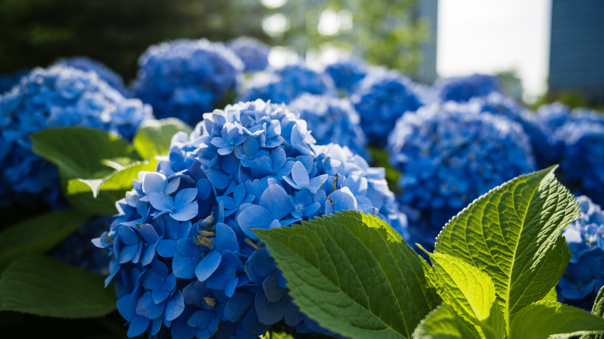Le geste essentiel de juillet pour des hortensias aux couleurs spectaculaires