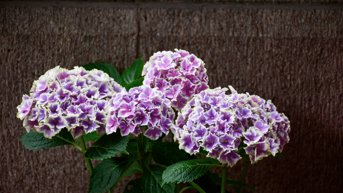 Le geste simple qui change la couleur de vos hortensias en juin