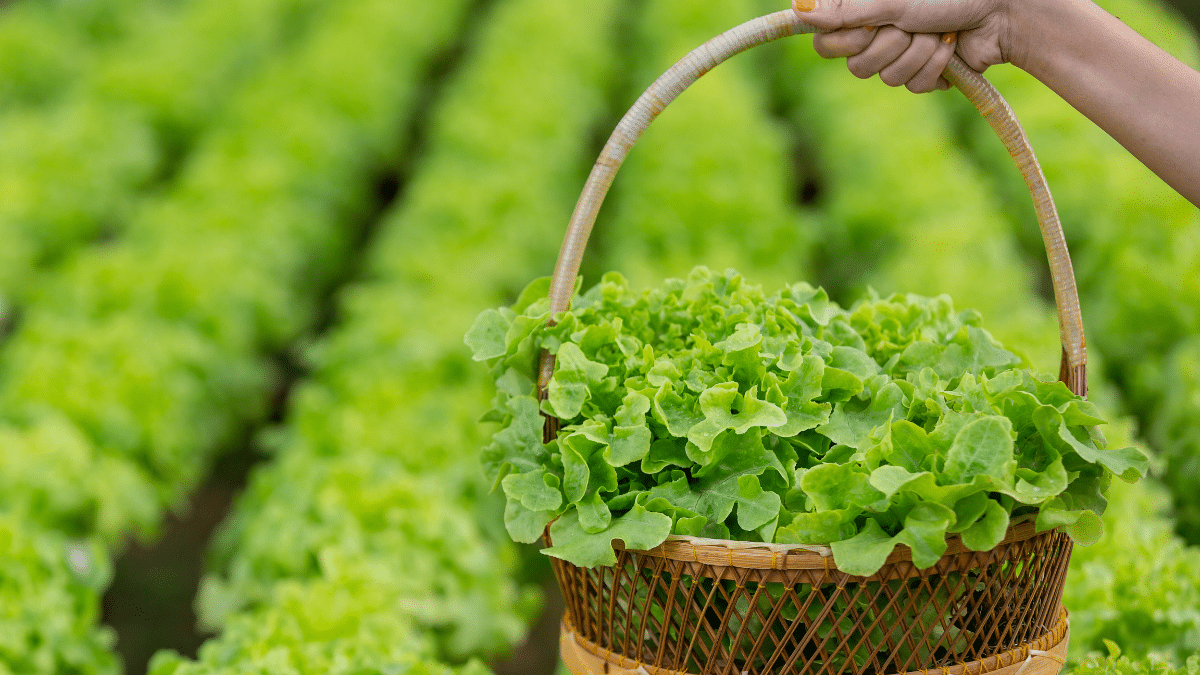 Le secret du vieux jardinier qui a sauvé mes salades et changé ma récolte