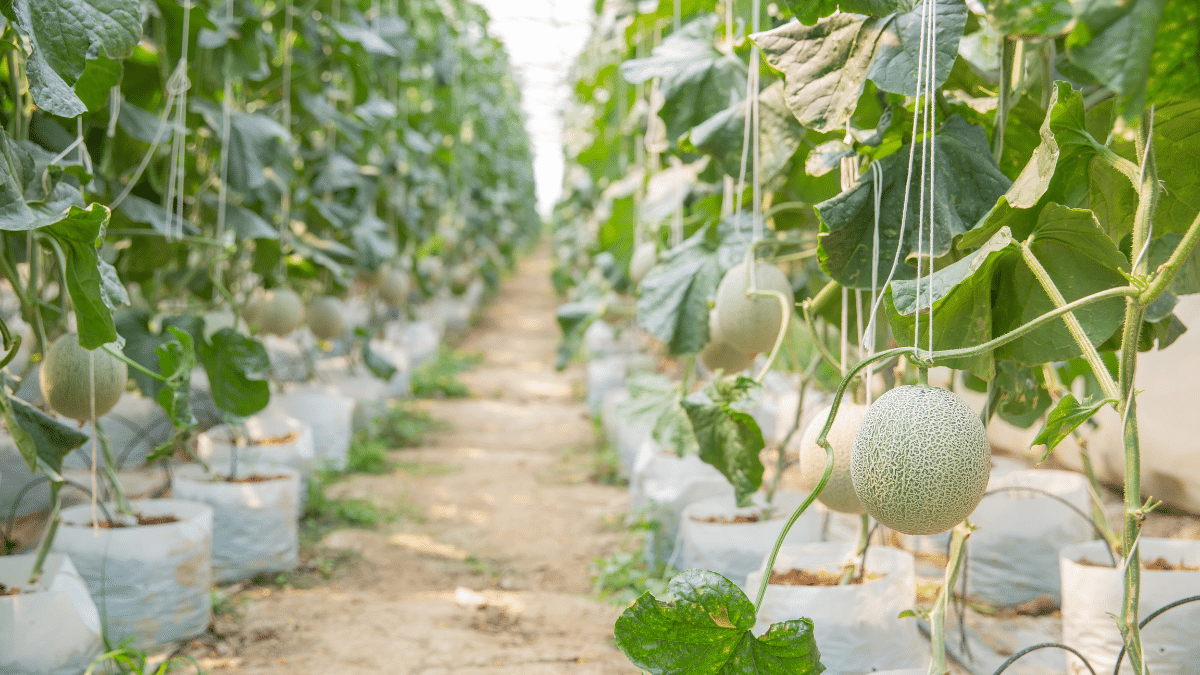 Le secret naturel pour des melons sucrés même en pleine canicule