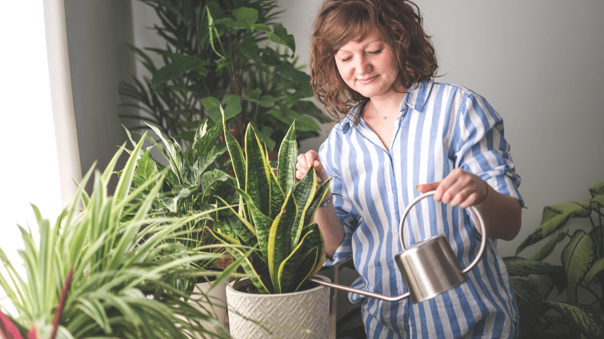 L’eau de cuisson des œufs redonne vie à toutes vos plantes d’intérieur