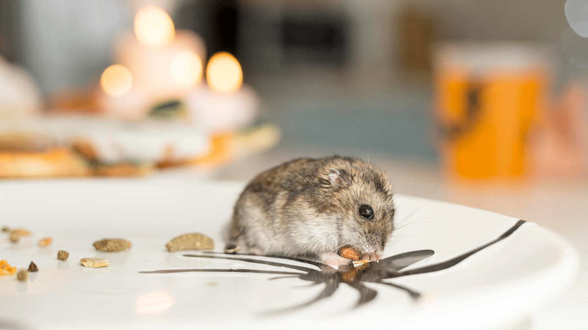 Un rongeur dans la cuisine