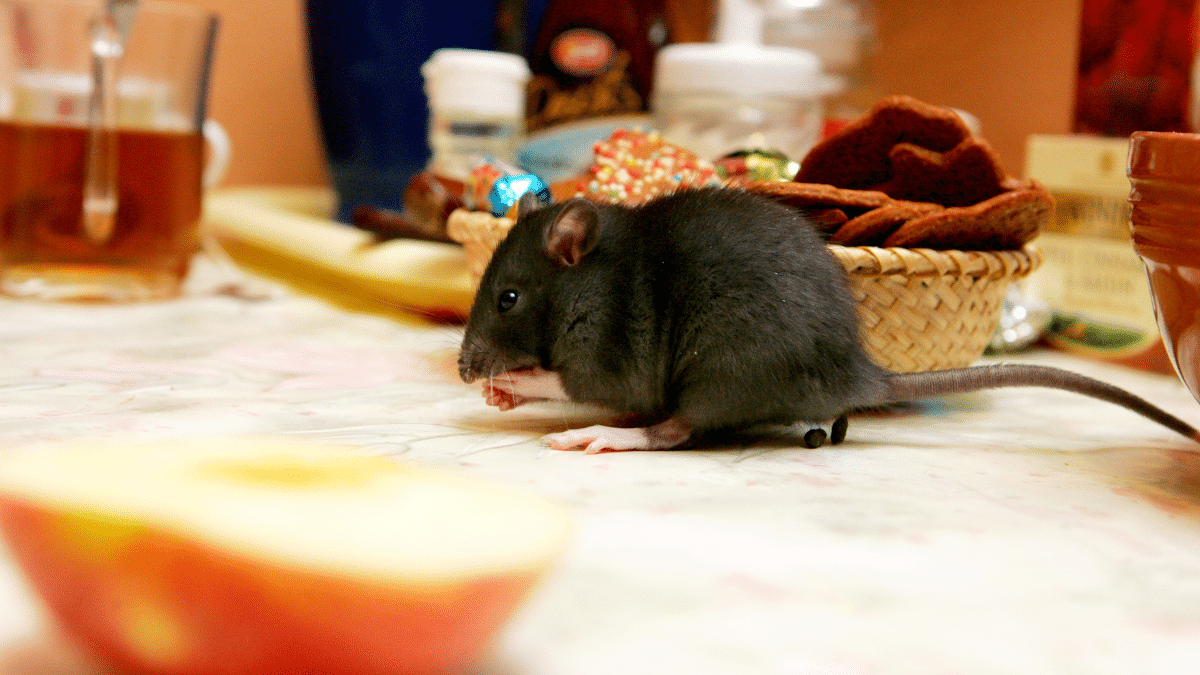 Un rongeur dans une cuisine