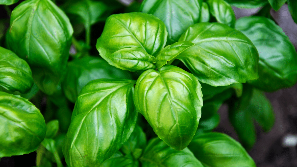 Basilic en pleine forme