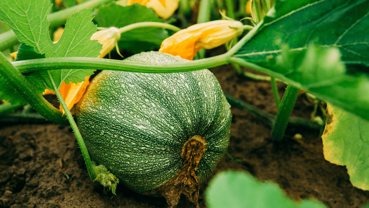 courgettes rondes