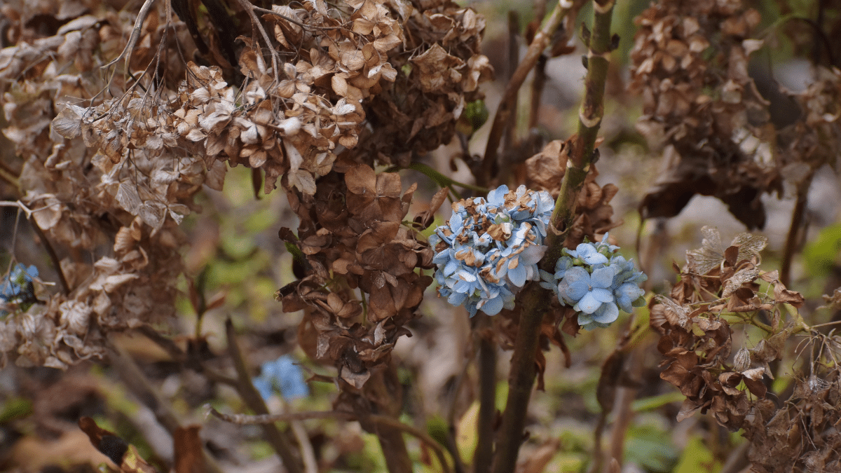 Fleurs fanées d’hortensias